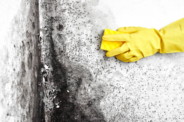 Best Air Quality Testing for Mold Spores  in Old Westbury, NY