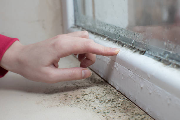 Best HVAC Mold Inspection and Cleaning  in Old Westbury, NY